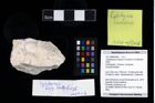 Foto (Objekt + Etikett) von Cyclothyreus cardiacus (Schweitzer & Feldmann, 2009)  (NHMW-GEO-2017-0089-0026)